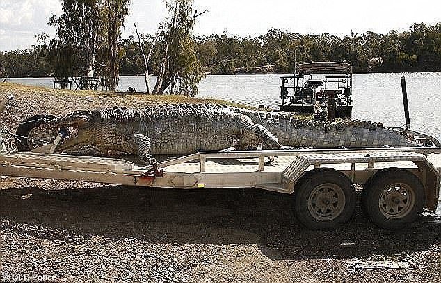 Австралийский фермер застрелил 100-летнего крокодила за убийство телят 