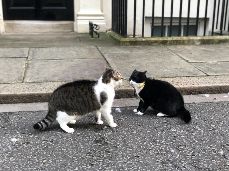 Битва королевских котов: кто победил - кот главы МИД Британии или кот премьер-министра?