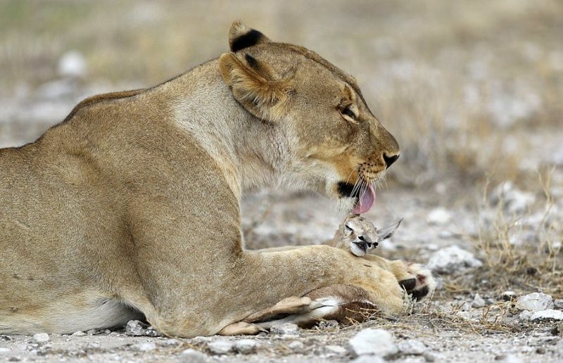 Львица, потерявшая детенышей, воспитывает малышку-антилопу 