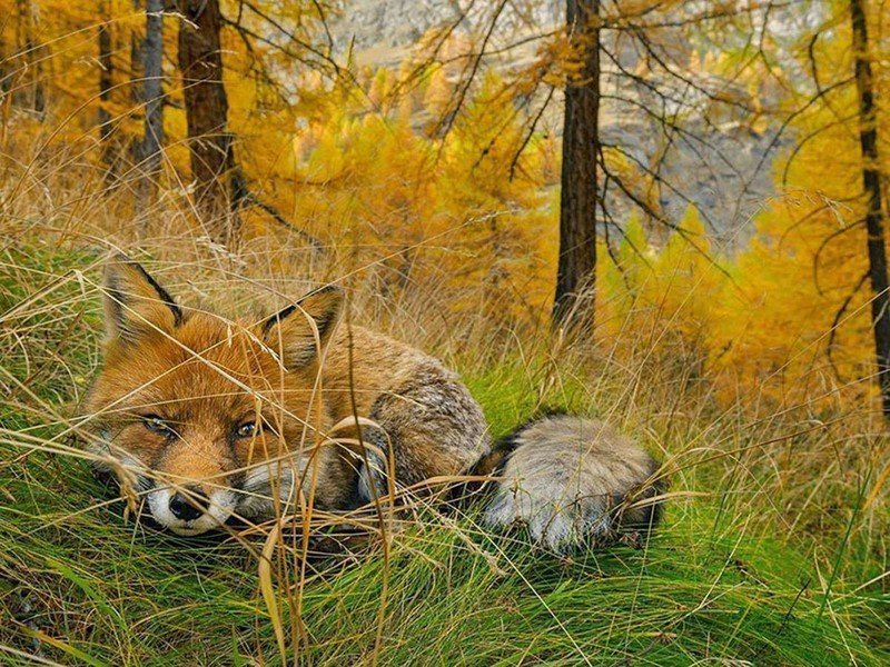 20 гениальных снимков дикой природы от National Geographic