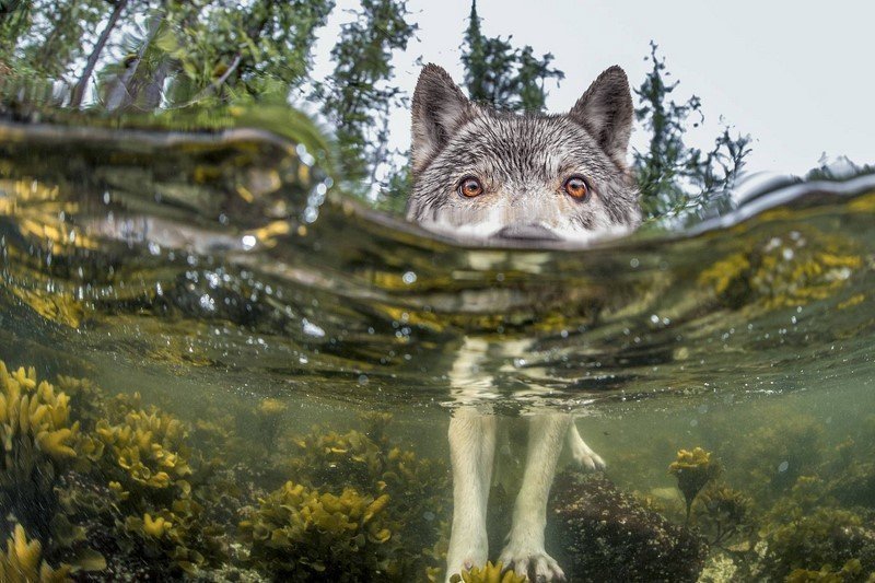 20 гениальных снимков дикой природы от National Geographic