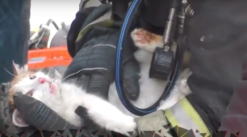 Кот, умерший на пожаре, воскрес на руках у спасателя