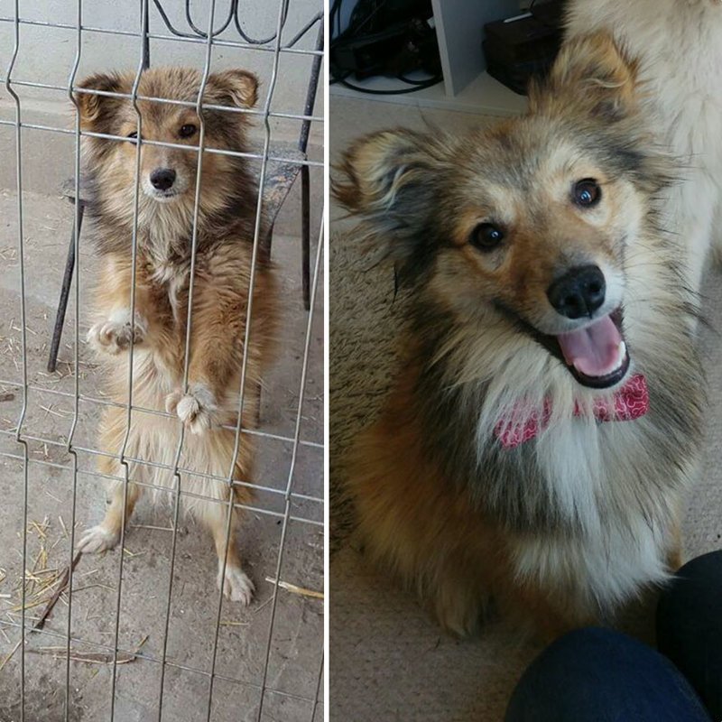 Поразительные фото бездомных собак до и после обретения семьи