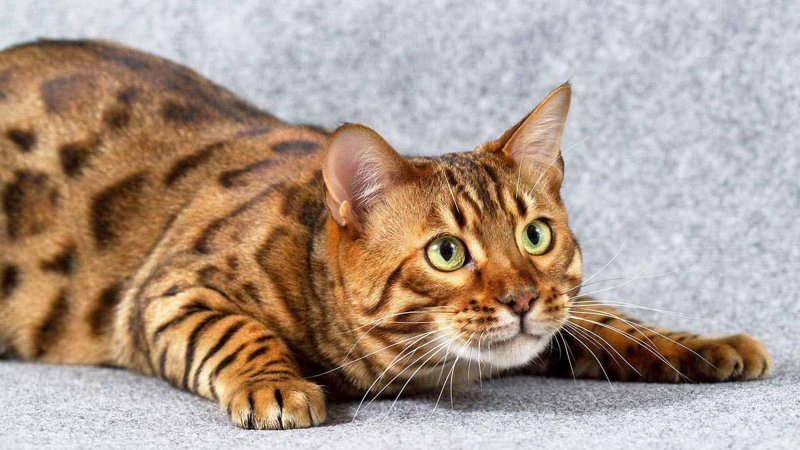 Топ-10 популярных пород кошек в России по версии "Авито"