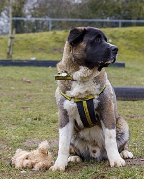 90-килограммовый щенок ищет дом
