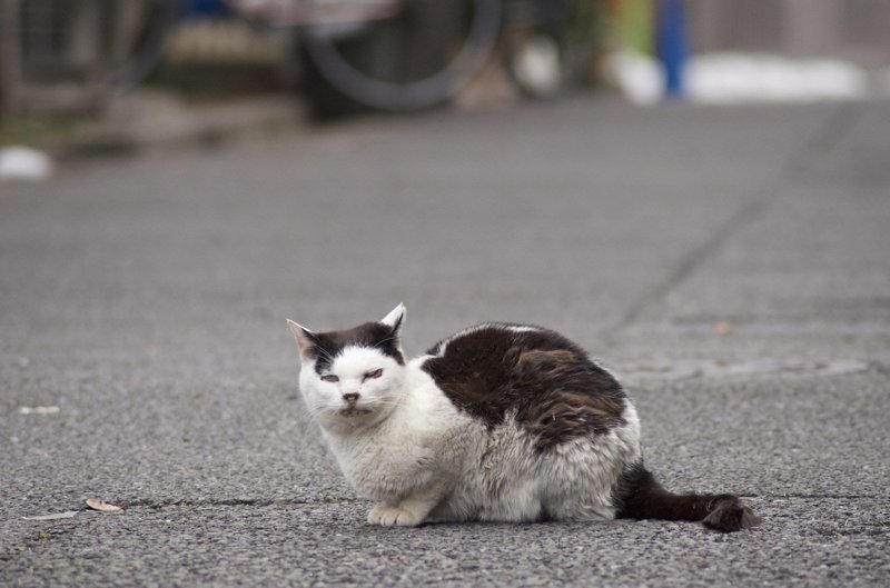 Реальные "пацаны": из жизни уличных котов