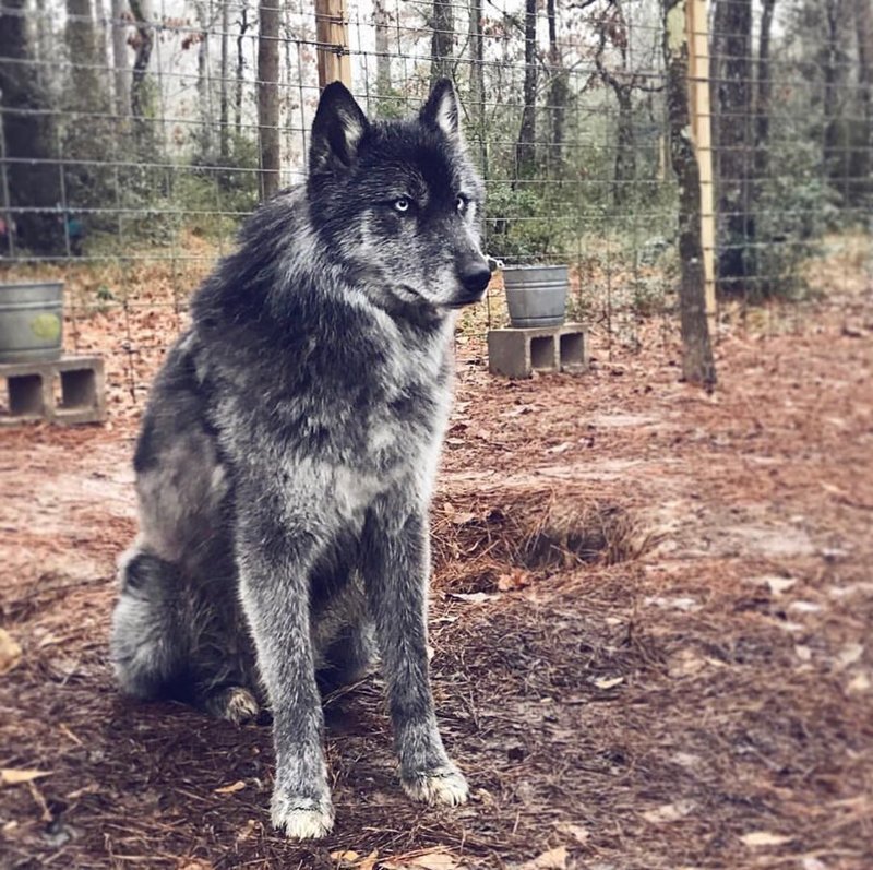 Волкособы: как выглядят гибриды волка и собаки 