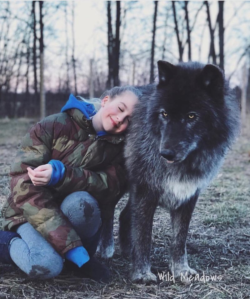 Волкособы: как выглядят гибриды волка и собаки 