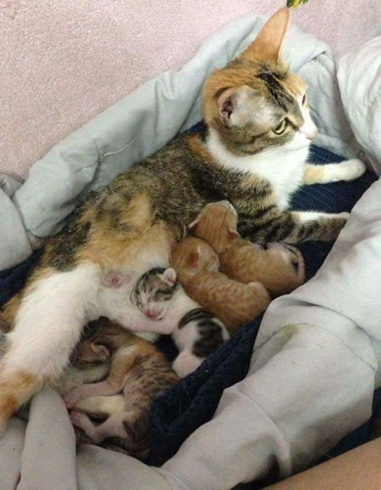 Самый чуткий кот в мире ухаживает за кошкой после родов