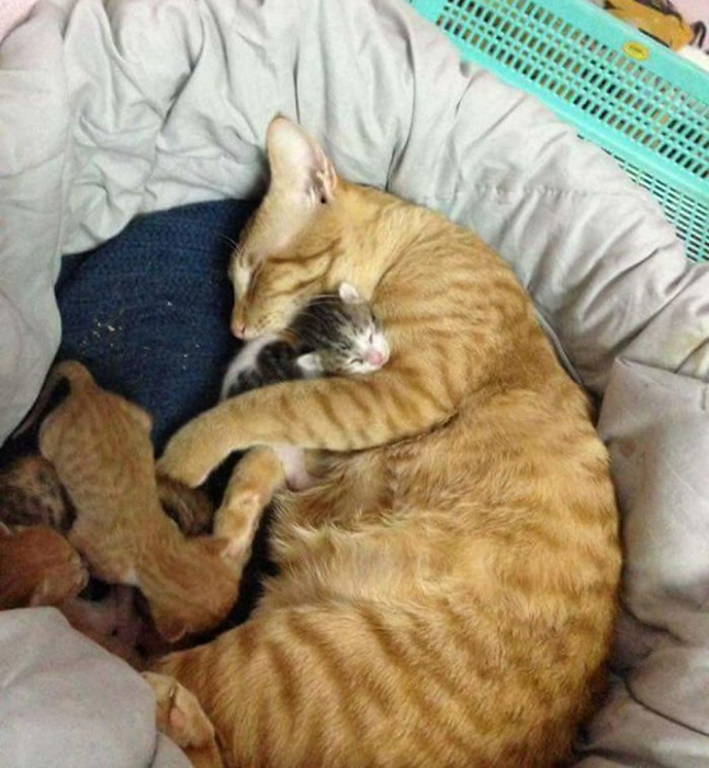 Самый чуткий кот в мире ухаживает за кошкой после родов