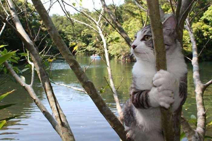 Фотогеничный кот-путешественник зазвездился в Instagram