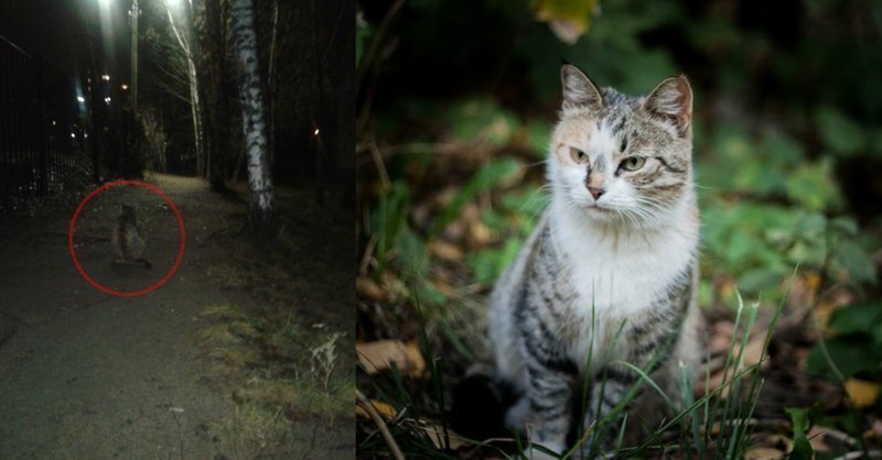 Как в кино: чудесная история спасения бездомной кошки  