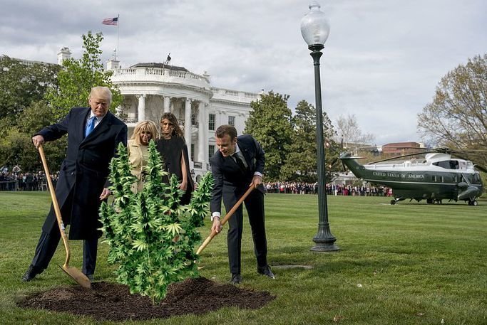 Пока Трамп с Макроном сажали деревья, интернет придумывал свою версию происходящего