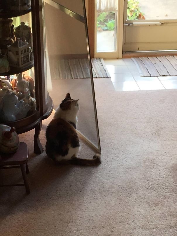 "Мой кот - идиот, но я его обожаю": самая смешная в мире котосессия
