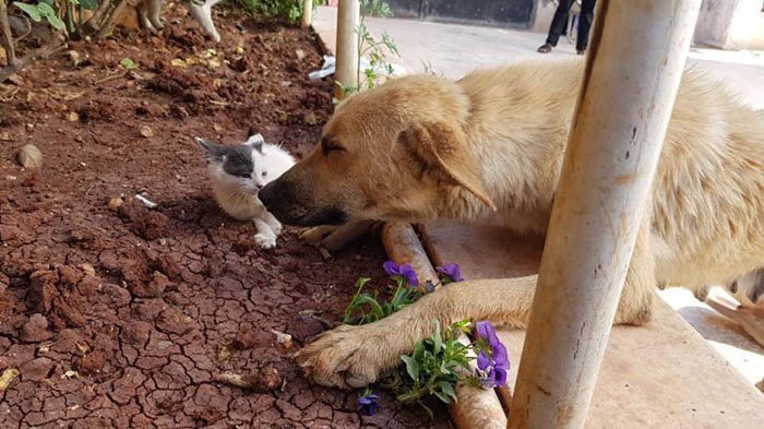 В Сирии собака потеряла щенков и стала мамой осиротевшему котенку