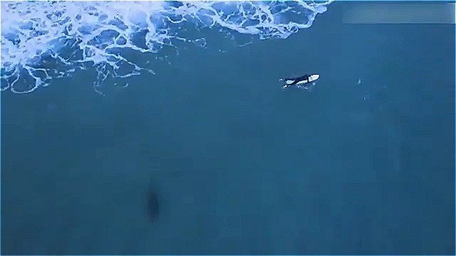 Монструозная акула-людоед едва не сожрала австралийских серферов