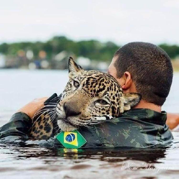 Бразильские солдаты спасли тонущего ягуара
