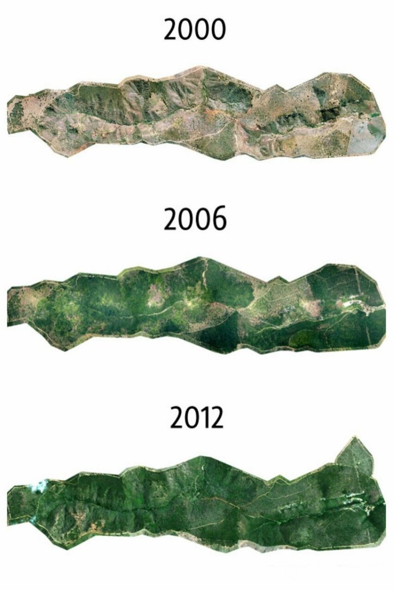 20 лет жизни и 2 миллиона высаженных деревьев: как бразильская пара восстанавливала лес