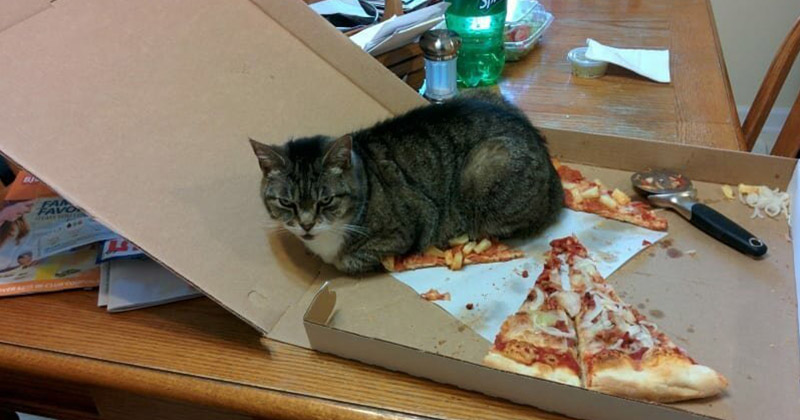 Признаем честно: ничто не радует кошек больше, чем хорошая картонная коробка