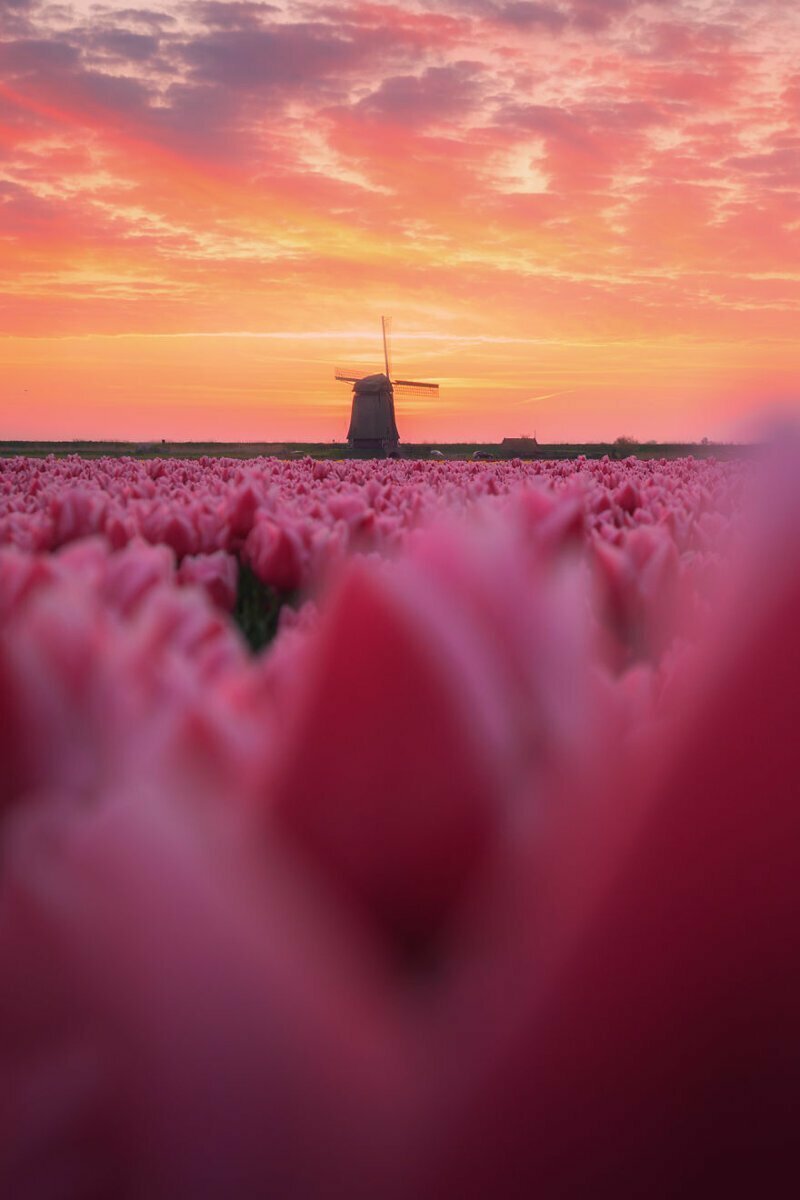 Завораживающие виды тюльпановых полей Голландии