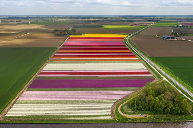 Завораживающие виды тюльпановых полей Голландии