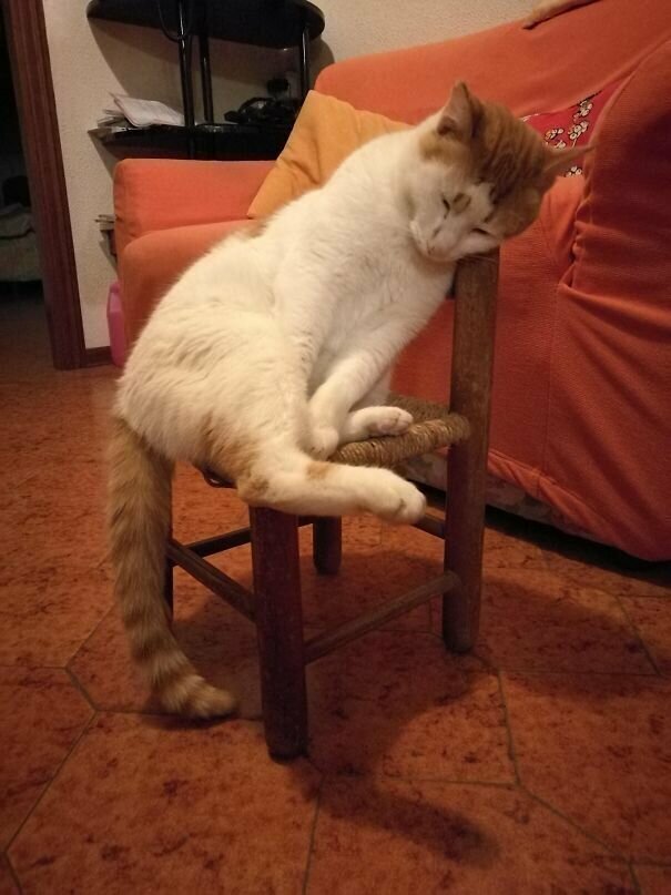 "Увидел, как наш котяра заснул на стуле перед камином. Романтик"