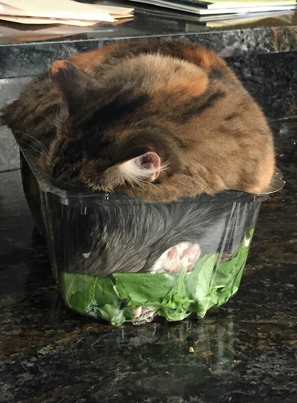Заснул в салате