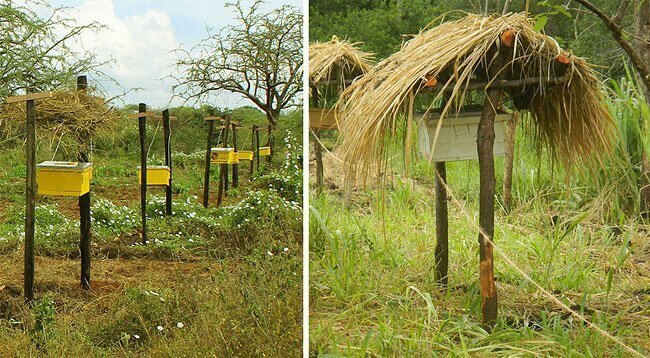 Фермеры в Африке вплотную занялись разведением пчел и как оказалось совсем не ради меда