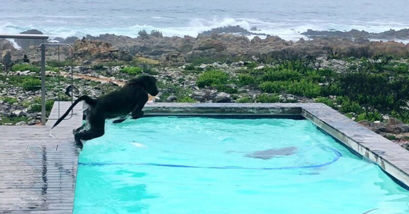 Парочка диких обезьян, оккупировавшая бассейн, явно отдохнула на славу