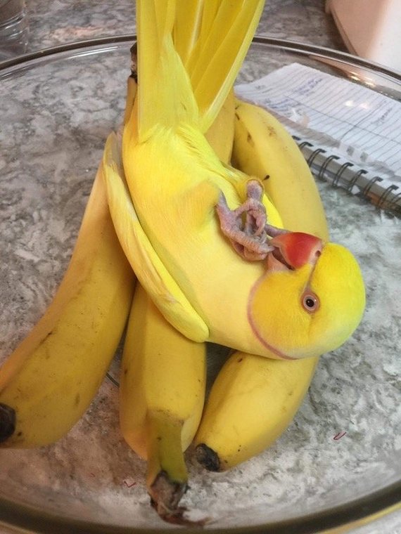 Банан или попугай?