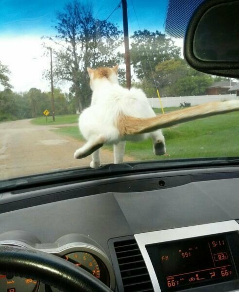 Зверье, которое живет своей жизнью