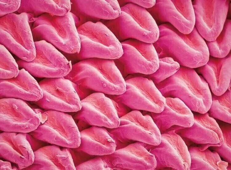 Кошачий язык под микроскопом выглядит, как сотни крошечных язычков