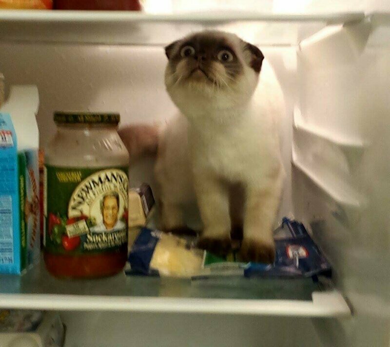Первое знакомство с холодильником