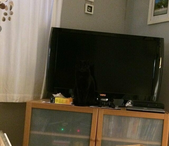Бесполезно искать чёрную кошку в тёмной комнате, и на фоне телевизора