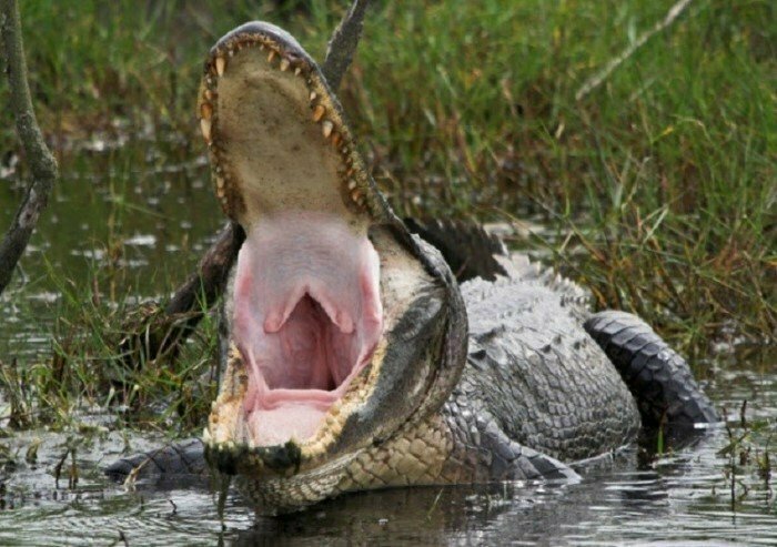 Крокодилы довольно умные существа. Они глотают камни, чтобы погружаться на большую глубину