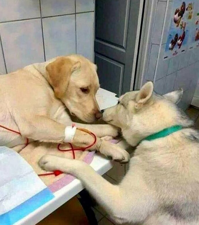 "У нашего ветеринара есть собака-помощник, которая помогает пациентам успокоиться и поверить в то, что все будет хорошо"