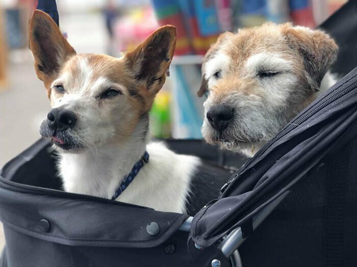 Хоспис для брошенных собак: медсестра даже на пенсии нашла способ помогать нуждающимся