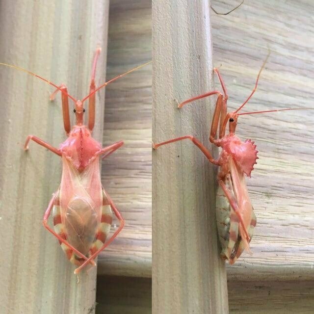 Необычные жуки-убийцы (хищнецы) розового цвета