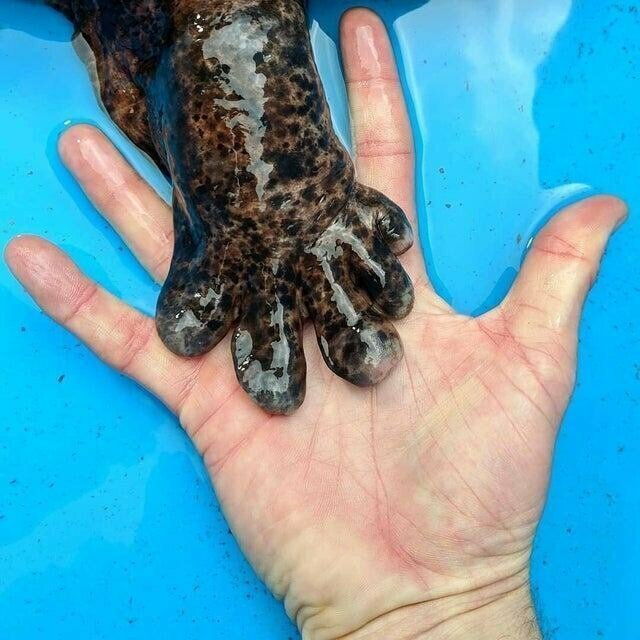 Лапа японской гигантской саламандры