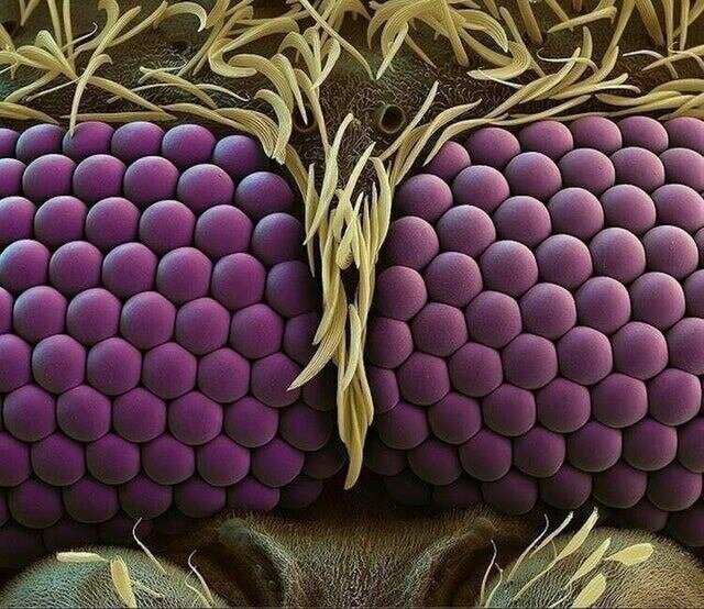 Глаза москита под микроскопом