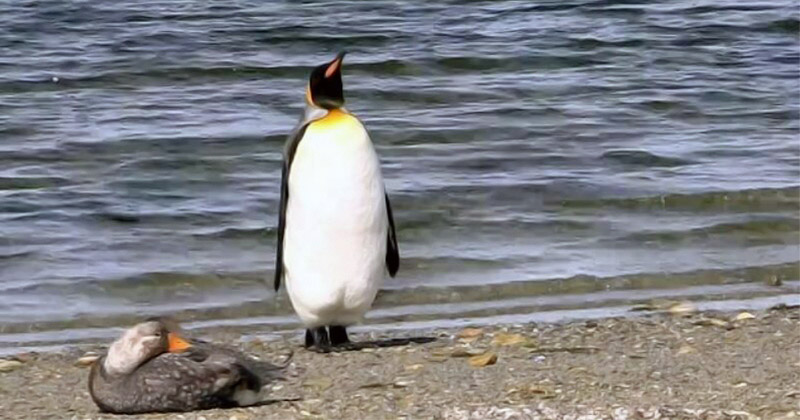 Видео забавной реакции пингвина на встреченную им утку