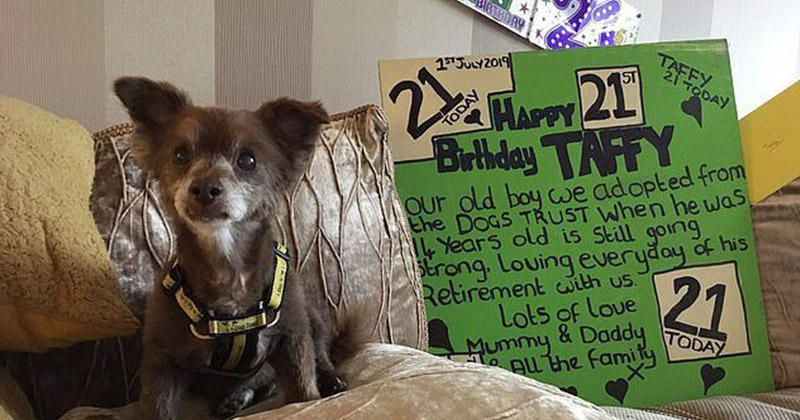 Самая старая собака Британии отметила свой 21-й день рождения