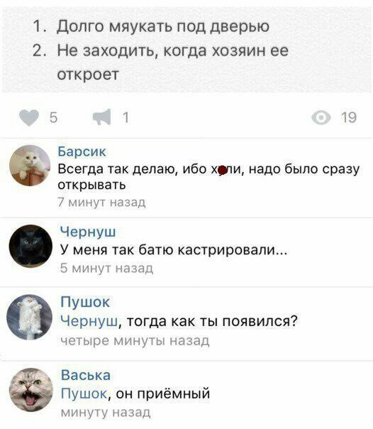 Никто так сильно не троллит людей, как котики