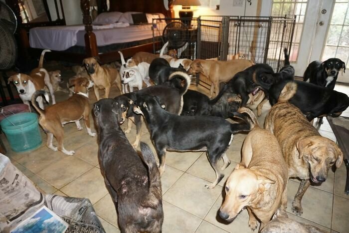 97 бездомных собак под одной крышей спасенные от урагана над Багамскими островами