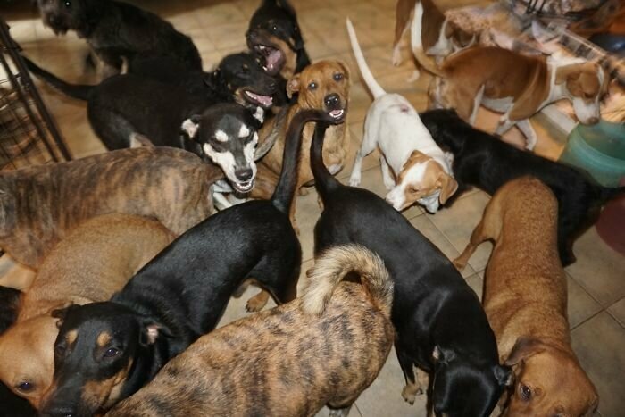 97 бездомных собак под одной крышей спасенные от урагана над Багамскими островами
