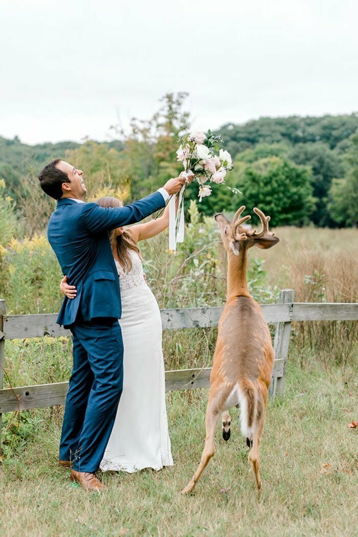 Очаровательный фейл, или как олененок ворвался в свадебную фотосессию