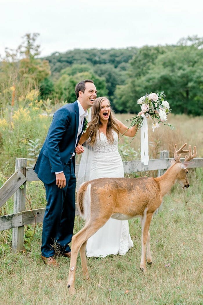 Очаровательный фейл, или как олененок ворвался в свадебную фотосессию