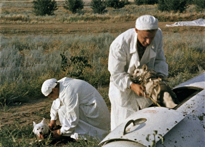 Собаки Белка и Стрелка после возвращения из космоса, 20 августа 1960 года, СССР