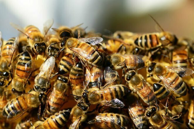 Пчелы могут распознать бомбы