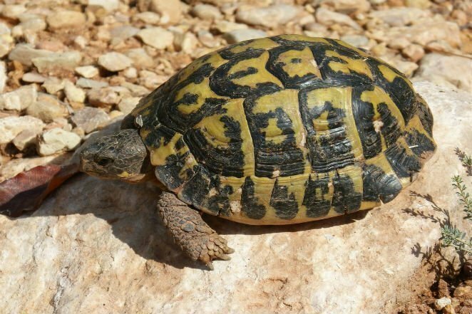 Некоторые черепахи используют задний проход для дыхания